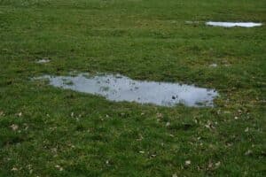 Puddle of water in grass